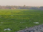 250px-Water_Hyacinth_Ambazari_Lake.jpg