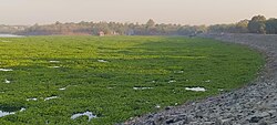 250px-Water_Hyacinth_Ambazari_Lake.jpg