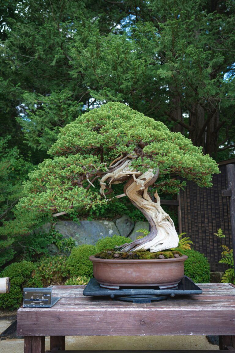 se-tsuchiya-Im_38YJBh4-unsplash.jpg